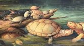 Foto: Fósiles de una tortuga gigante extinta en los Andes colombianos