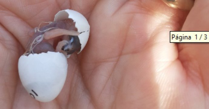 El estudio ha sido publicado en la revista 'Science'.