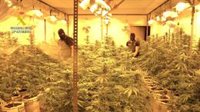 Ocho detenidos con un cultivo de 530 plantas de marihuana en una urbanización de La Rinconada (Sevilla)