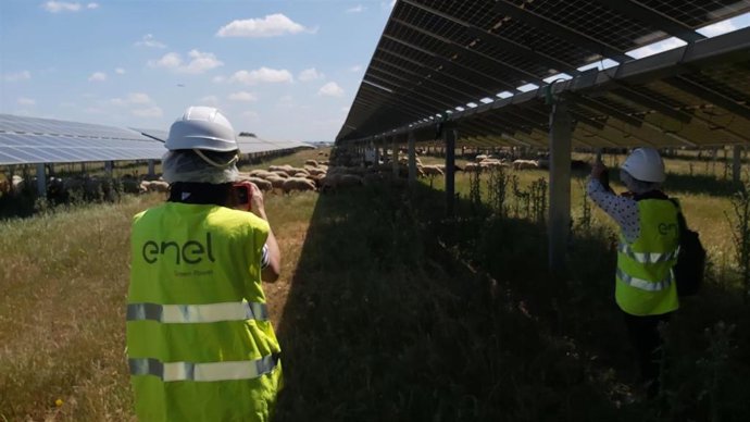 Planta solar en la que se combina la producción de generación de energía con el pastoreo.
