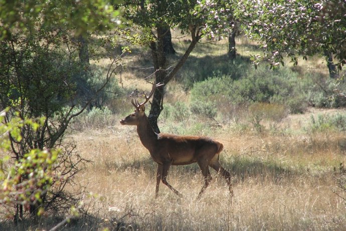 Archivo - Ciervo, caza, cazadores, naturaleza, animales