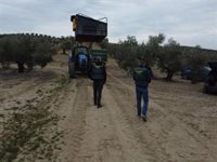 Recuperados más de 1.500 kilos de aceituna en Córdoba con 14 detenidos