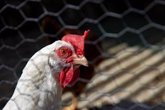 Foto: Expertos piden mayor regulación de la ganadería para evitar la propagación de la gripe aviar