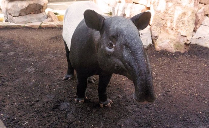 Tapir malayo