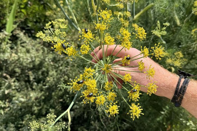 La Universidad de Almería acoge la actividad de inventarios de flora y fauna para "poner en práctica el conocimiento".