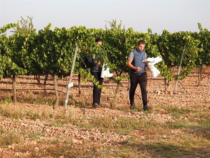 Técnicos de EVENA realizan labores de investigación en los viñedos.