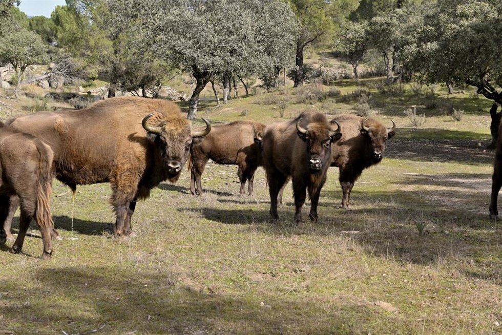 Archivo - Bisontes en El Encinarejo (Andújar)