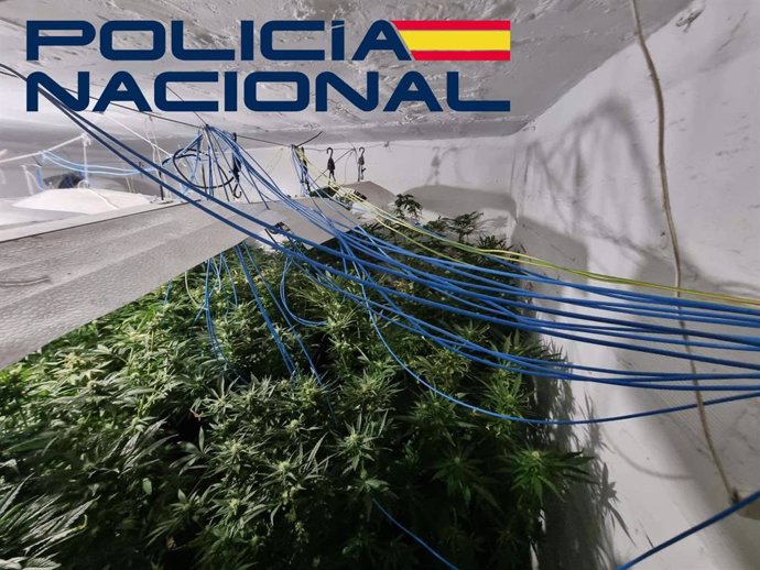 Plantación de marihuana desmantelada en la zona de Santa Engracia-Gurugú de Badajoz