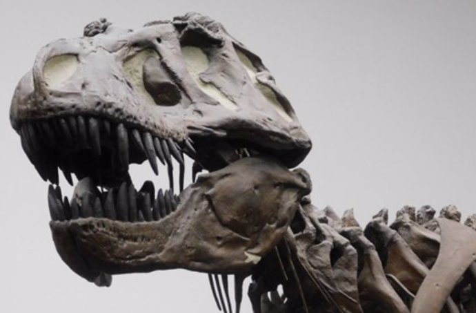 T. Rex vivió a finales del Cretácico (hace unos 66 millones de años) y era exclusivo del oeste de América del Norte.