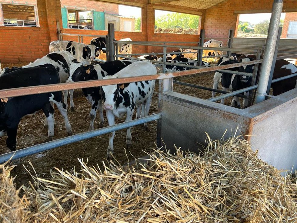 Vacas en una explotación ganadera.
