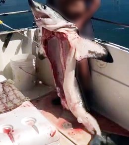 Investigado un hombre que aparecía en un vídeo con un tiburón muerto y sin vísceras de una especie protegida