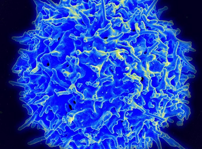 Archivo - Imagen de micrografía de un linfocito T humano del sistema inmunitario.