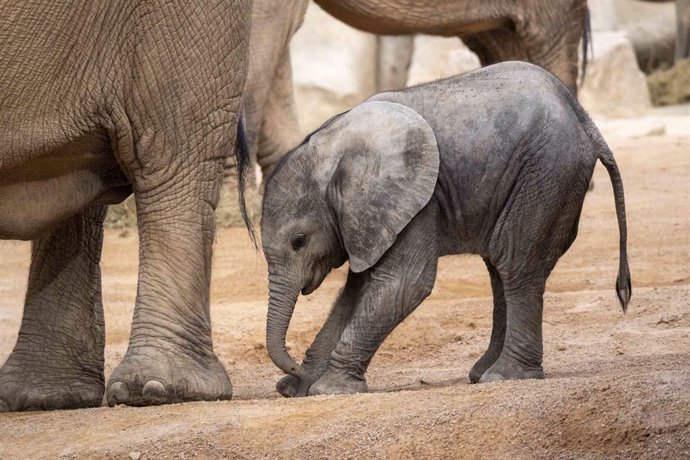 Malik, així es diu el segon elefant nascut a Bioparc