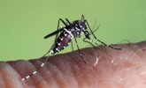 Foto: Una bacteria podría ser eficaz para evitar la expansión del mosquito tigre en España