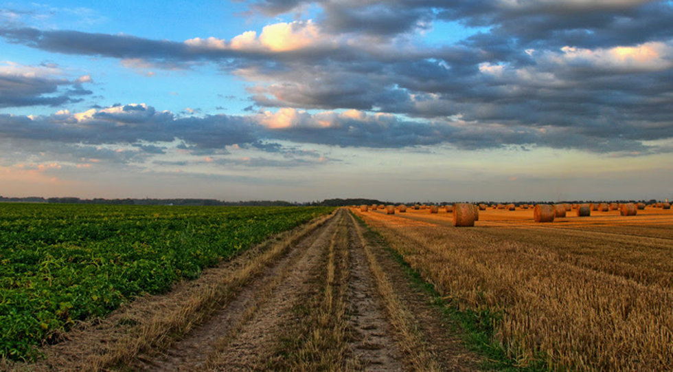 Un campo.