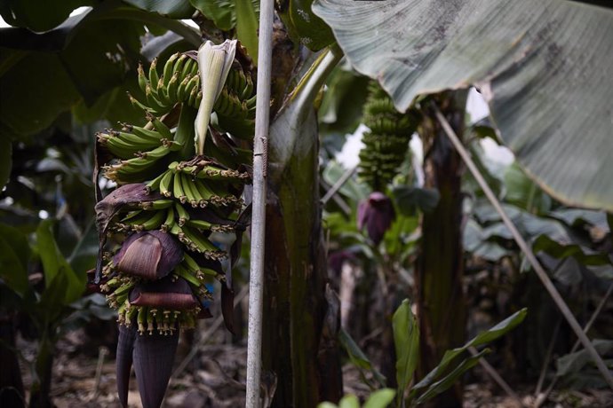 Archivo - Una platanera en la propiedad del presidente de la Asociación de Agricultores (Asociación Palmera de Agricultores y Ganaderos ASPA), en Santa Cruz de La Palma, a 23 de febrero de 2022, en La Palma, Santa Cruz de La Palma, Canarias (España). 