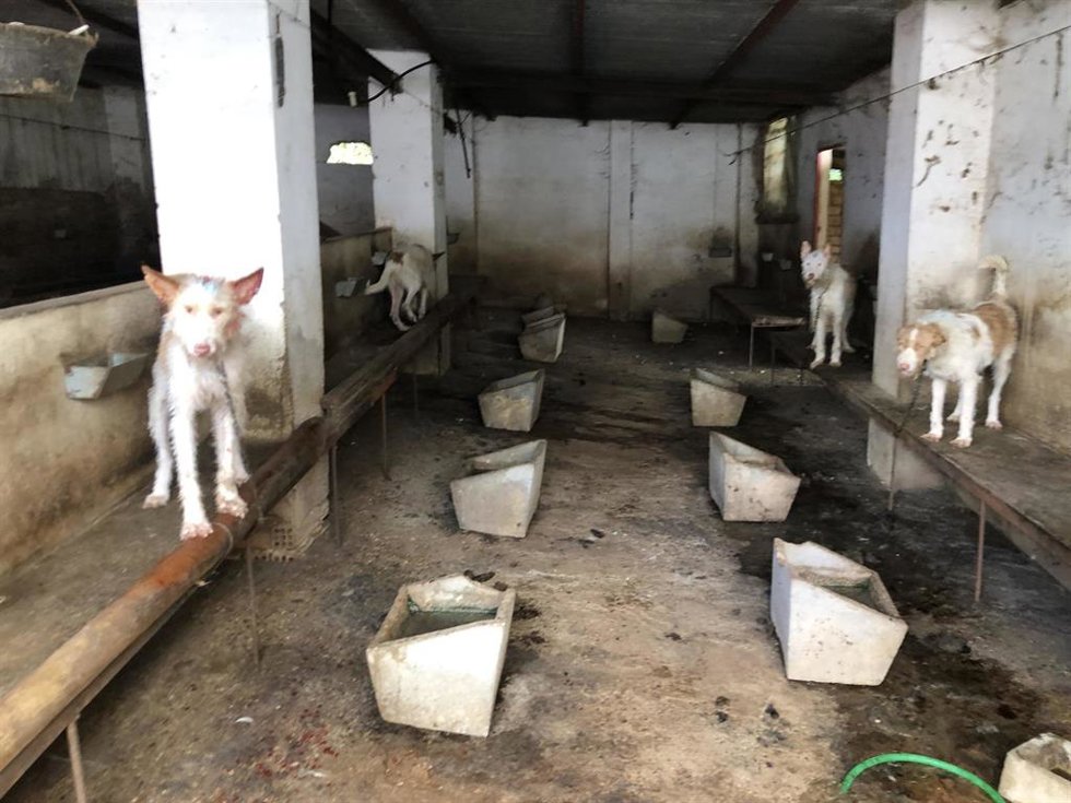 Perros de caza intervenidos en Hornachuelos.