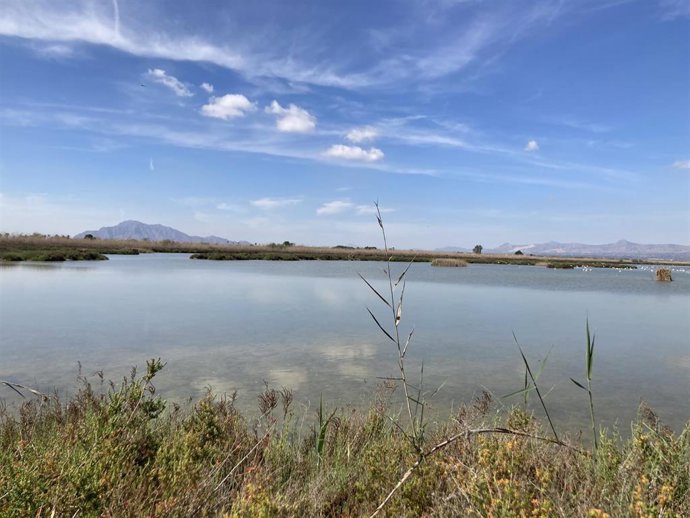 El Miteco adquiere la finca La Raja, "clave" para la recuperación de cerceta pardilla en el Parque Natural de El Hondo