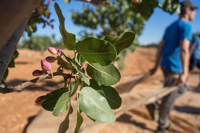 Archivo - Recogida del pistacho en una finca 