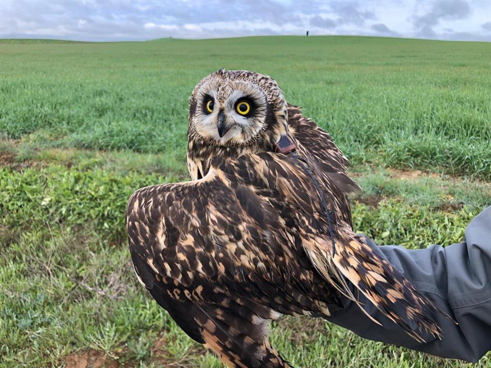 Un estudio internacional en el que participa SEO/BirdLife muestra el estilo de vida "rock-n-roll" de búhos campestres.