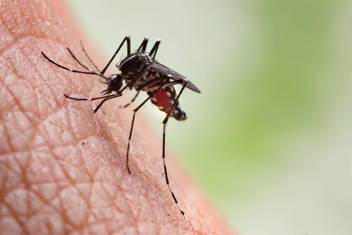 Archivo - Imagen de archivo de un mosquito del dengue.