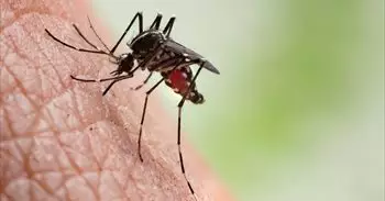 Guatemala declara la emergencia sanitaria nacional por la epidemia de dengue