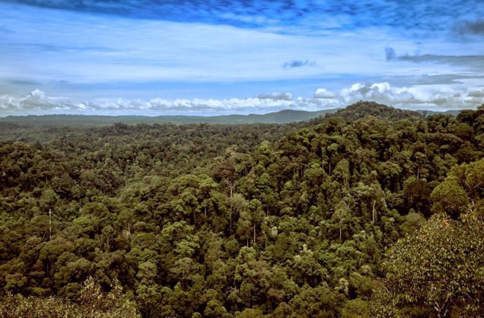 Archivo - Selva tropical de Borneo
