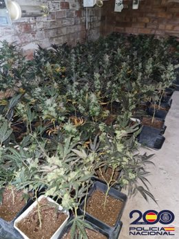 Imagen de la plantación de marihuana en Les Garrigues (Lleida)