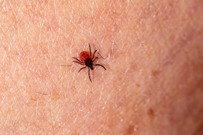 La Enfermedad de Lyme se produce por una bacteria transmitida por la picadura de garrapatas infectadas