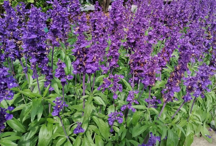 Salvia azul.