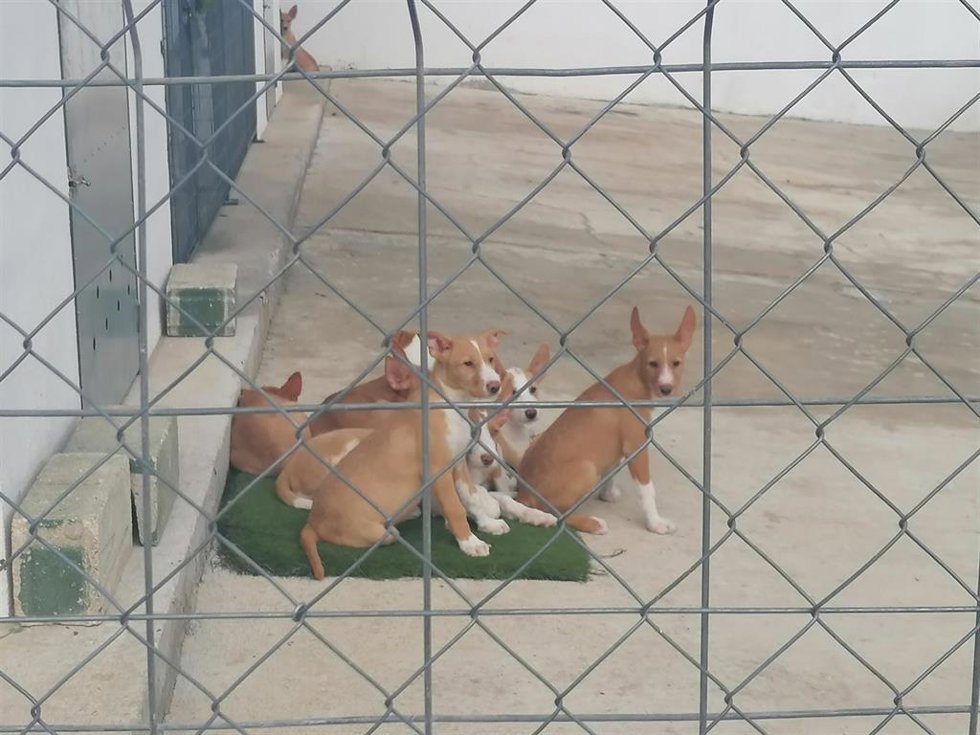 Aspecto que presentan ahora algunos de los perros rescatados.