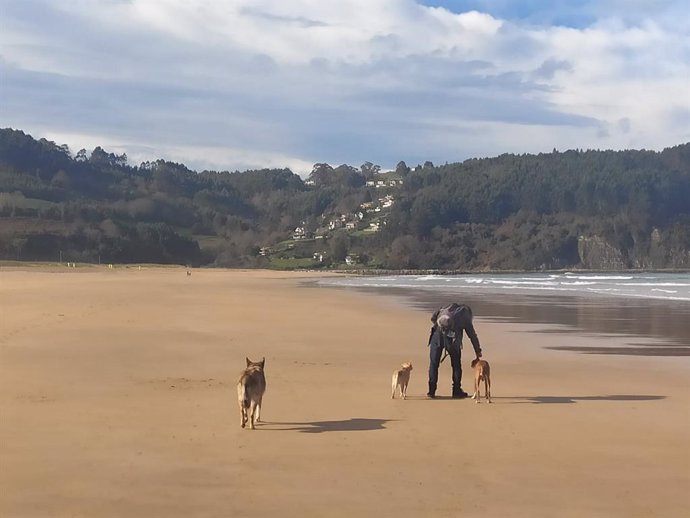 Archivo - Perros en la playa