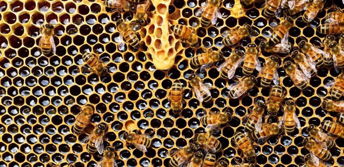 Archivo - Colmena de abejas