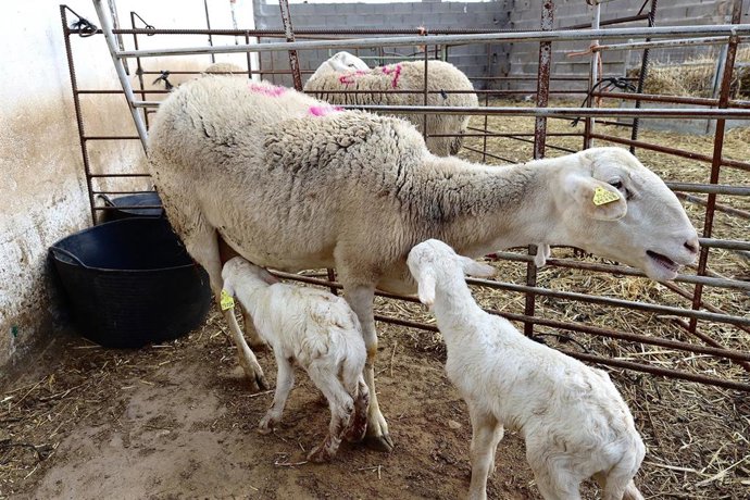 Archivo - Unos corderos con su madre en una explotación ganadera.