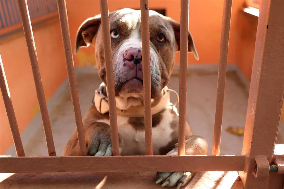 Archivo - Un perro del Centro de Bienestar Animal de Son Reus, del Ayuntamiento de Palma.