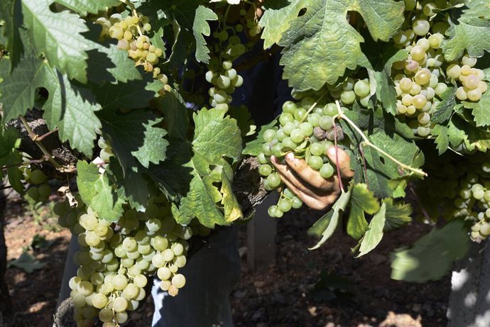 Archivo - Vendimia y carga de uvas en contenedor durante la vendimia