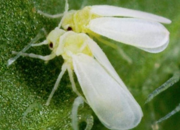 Archivo - Arxiu - Mosca blanca