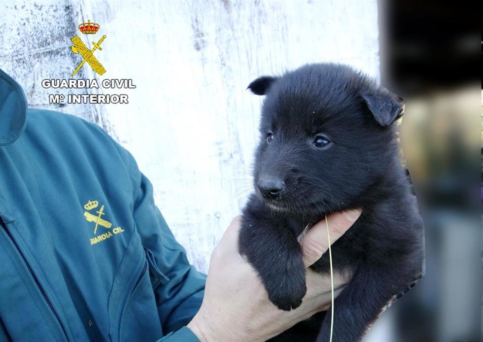 Uno de los cachorros de perro abandonado en una parada de autobús en Reocín