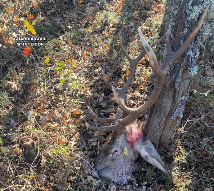 Imagen de los restos encontrados de un presunto furtivo en Palencia