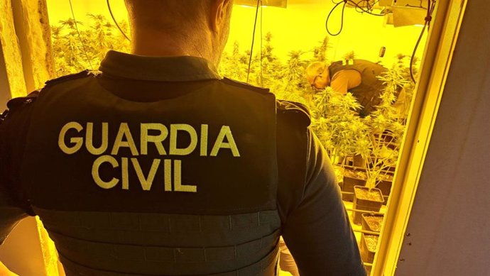 Agente junto a una plantación de marihuana, en imagen de archivo
