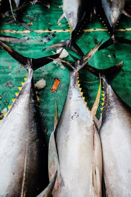 Los consumidores priorizan la compra de atún sostenible a pesar del aumento del coste de la vida, según MSC.