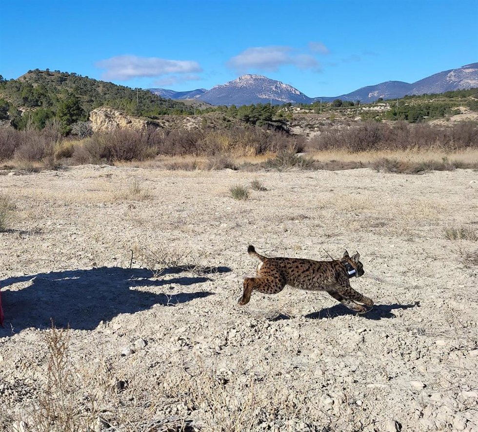 Una foto de Uri, el lince fallecido