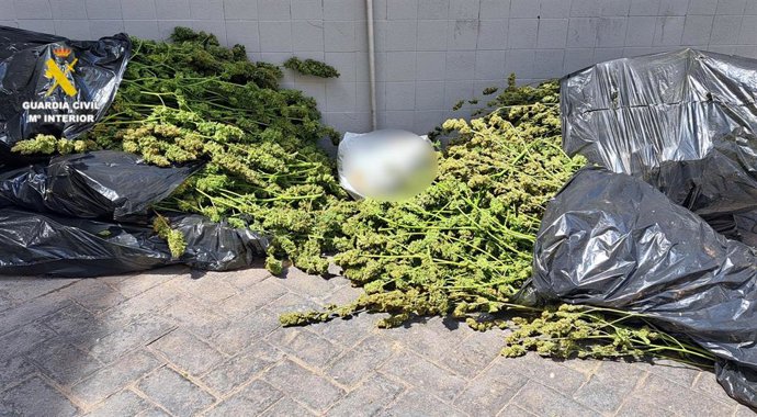 Desarticulada una plantación de marihuana 'indoor' junto a un centro educativo en Almassora (Castellón)