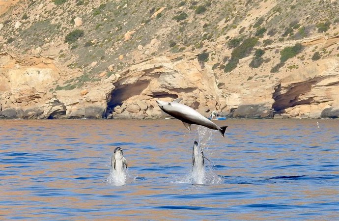 Delfines en el entorno del parque natural de Serra Gelada