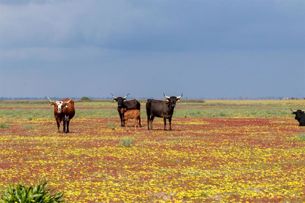 Margarita Africana en el Parque Nacional de Doñana.