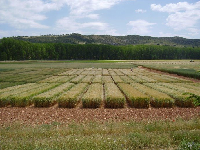 Campos de cultivo en el Centro de Investigación Agroforestal de Albadalejito.