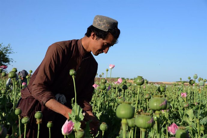Archivo - KANDAHAR, April 4, 2022  -- A farmer collects raw opium in a poppy field in Kandahar, Afghanistan, April 3, 2022. The Taliban supreme leader Haibatullah Akhundzada on Sunday banned in a decree the cultivation of opium poppy and trade of opium in