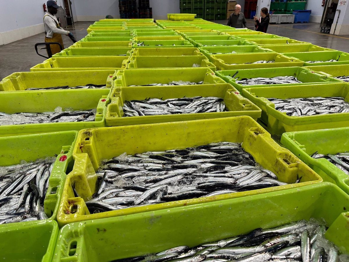 Los pescadores han consumido casi el 50% de la cuota de anchoa, que es pequeña y de bajo precio