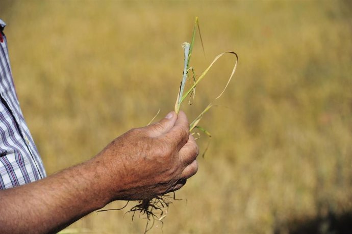 Archivo - Un agricultor muestra los efectos de la sequía en el cereal de Cella.