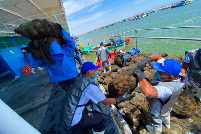 La extracción de moluscos Bivalvos vivos genera 12,000 empleos en el país.